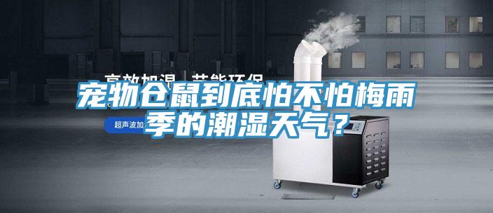 寵物倉鼠到底怕不怕梅雨季的潮濕天氣？