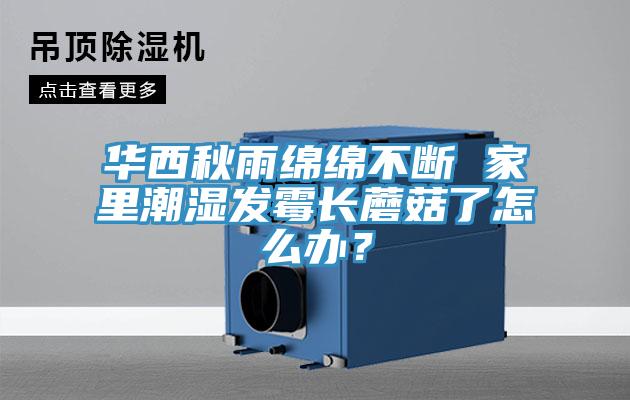 華西秋雨綿綿不斷 家里潮濕發(fā)霉長蘑菇了怎么辦？