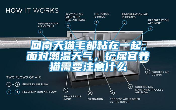 回南天貓毛都粘在一起，面對潮濕天氣，鏟屎官養(yǎng)貓需要注意什么