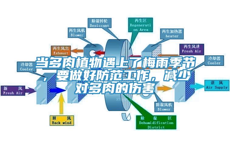 當(dāng)多肉植物遇上了梅雨季節(jié)，要做好防范工作，減少對多肉的傷害