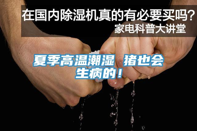 夏季高溫潮濕 豬也會生病的！
