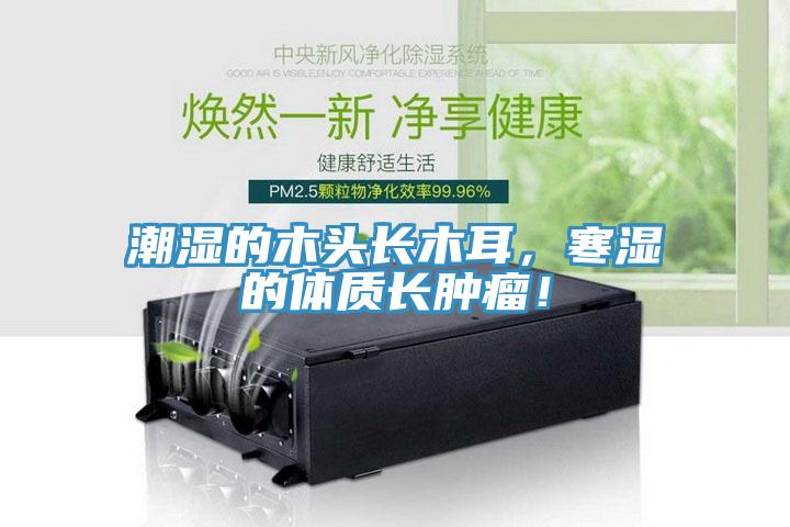 潮濕的木頭長(zhǎng)木耳，寒濕的體質(zhì)長(zhǎng)腫瘤！