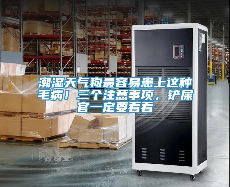 潮濕天氣狗最容易患上這種毛??！三個注意事項，鏟屎官一定要看看