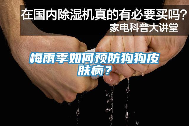 梅雨季如何預(yù)防狗狗皮膚?。?></div>
								<div   id=