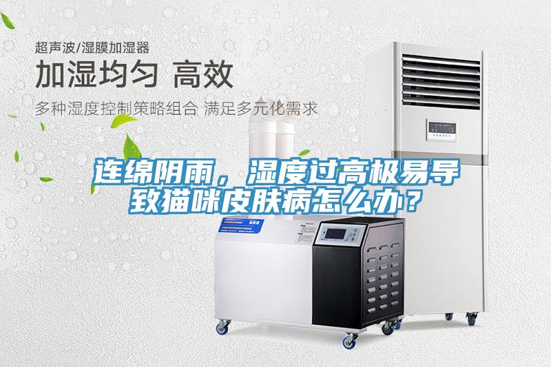 連綿陰雨，濕度過(guò)高極易導(dǎo)致貓咪皮膚病怎么辦？