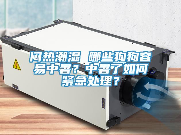 悶熱潮濕 哪些狗狗容易中暑？中暑了如何緊急處理？