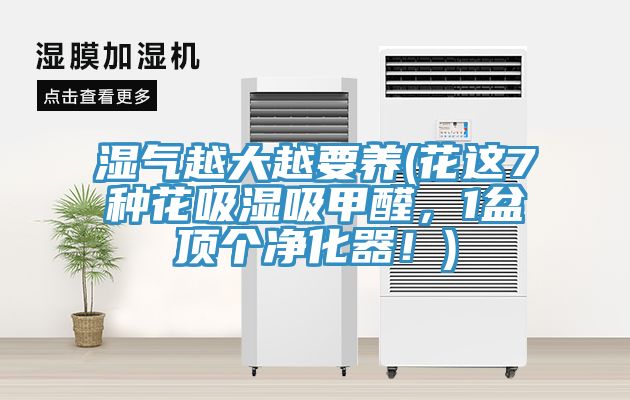 濕氣越大越要養(yǎng)(花這7種花吸濕吸甲醛，1盆頂個(gè)凈化器！)